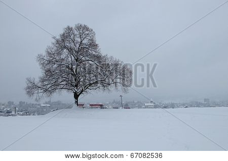 Tree On A Winter Dayl