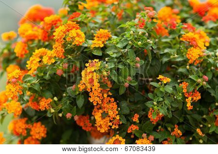 Orange Flowers In The Garden