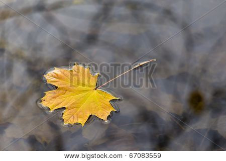 Herbstblatt, Autumn Leaf