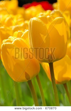 Gele tulpen