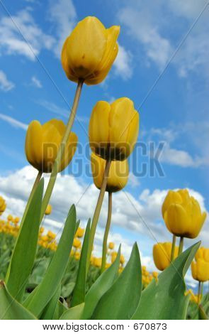 Gele tulpen en Sky