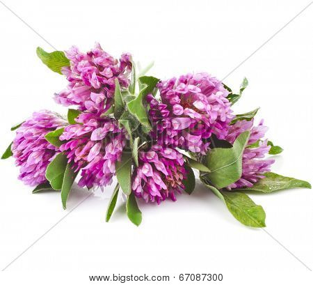 Red clover flower  (Trifolium pratense) isolated on white background