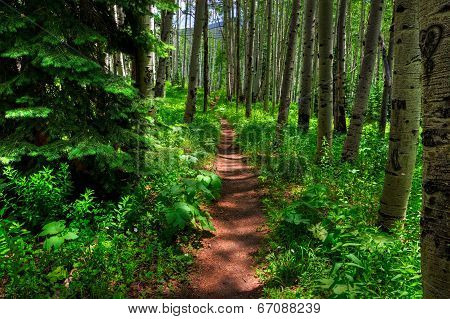 Aspen Trail