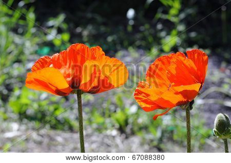 Beautiful Red Poppies In A Garden.