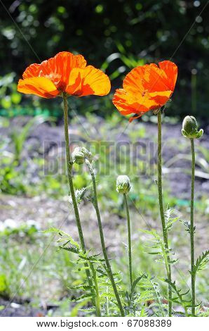Beautiful Red Poppies In A Garden.