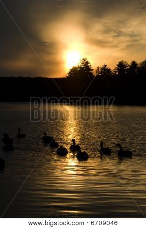 Oche al tramonto 0596