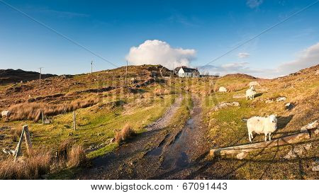 Farmland, Scotland.