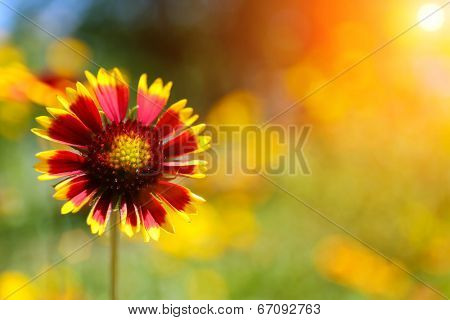 Gaillardia (Blanket Flower) in bloom, outdoors