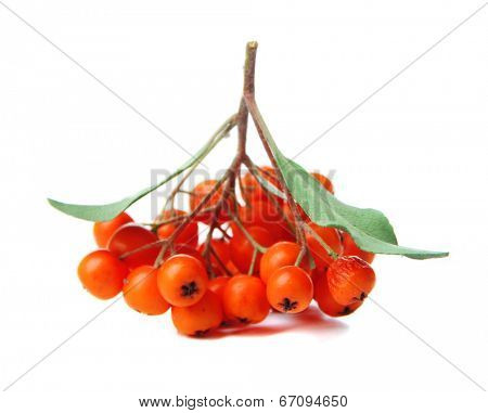 Pyracantha Firethorn orange berries with green leaves, isolated on white