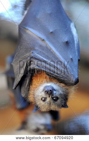 Flying Fox