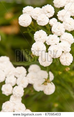 Achillea ptarmica flowers close up background