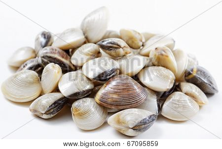 fresh clams on white background 
