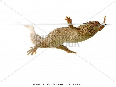 Spanish Amphibious