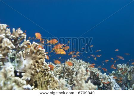 Pesci tropicali In acqua blu chiaro