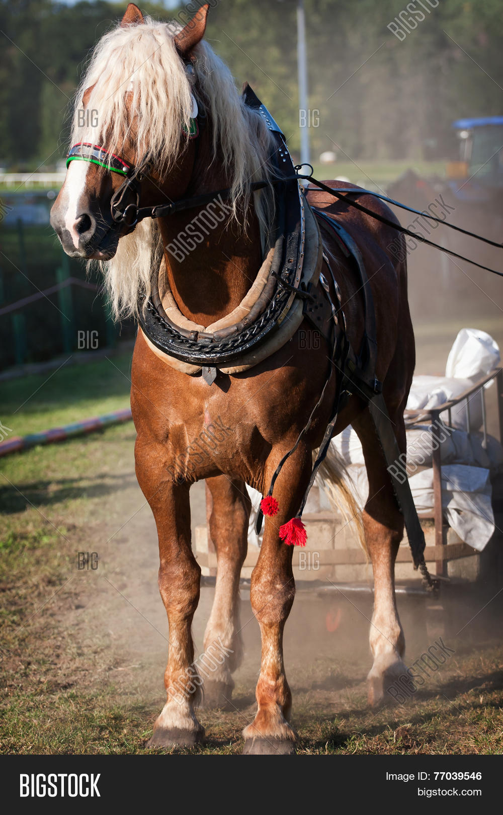 Draft Horse Harness Image & Photo (Free Trial) Bigstock
