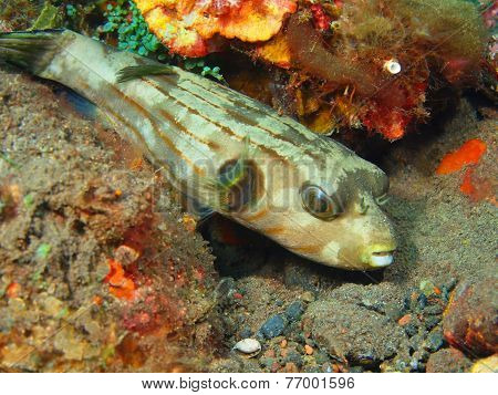 Boxfish