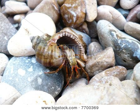 Krab svrbět shell