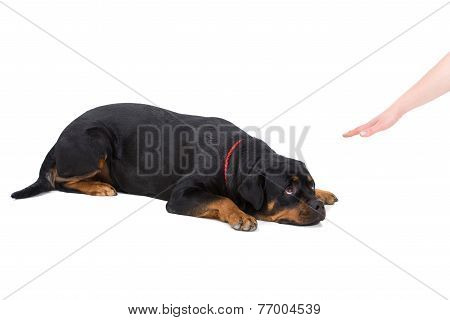 Dog