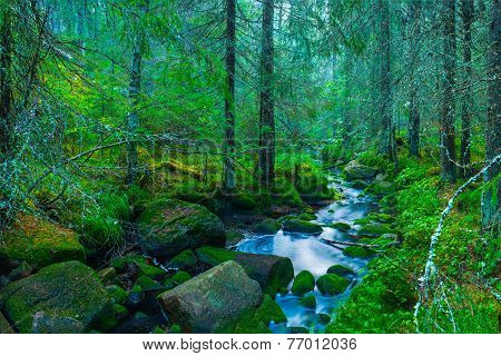 Misty forest