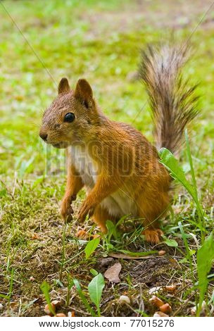 Curious squirrel