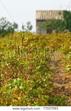 Harvest Time