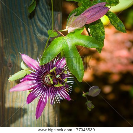 Passion flower