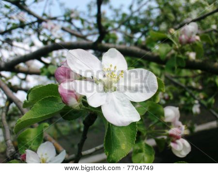 spring flowering