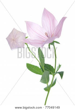 Pink Platycodon Grandiflorus