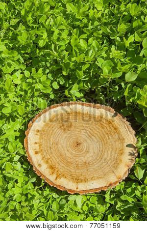 tree stump on the green grass
