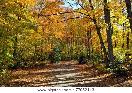 Falls Colorful Trees
