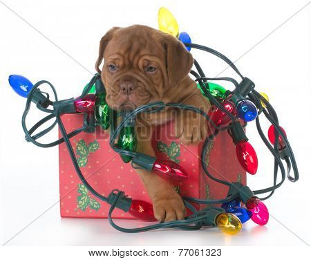 christmas puppy - dogue de bordeaux puppy in a christmas present tangled up in colorful christmas lights on white background