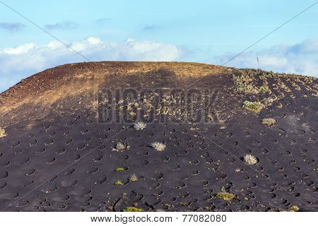 La Geria Vineyard Area In Lanzarote