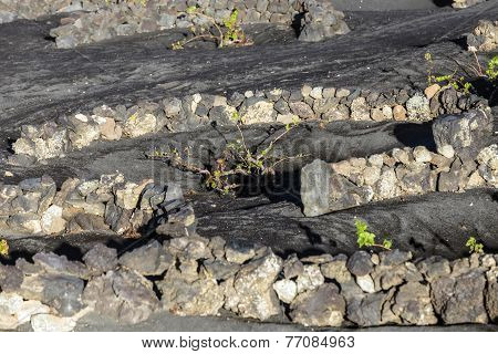 Vineyards In La Geria, Lanzarote