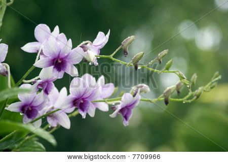 Wilde orchideeën.