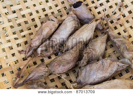 Cocoon Of Silkworm, The Silk Worm Cocoon.