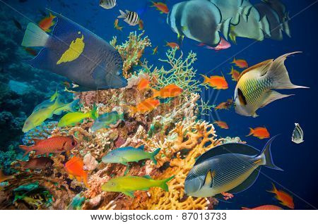 Colorful underwater offshore rocky reef with coral and sponges and small tropical fish swimming by in a blue ocean