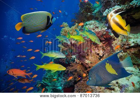 Tropical Fish and Coral Reef on Red Sea