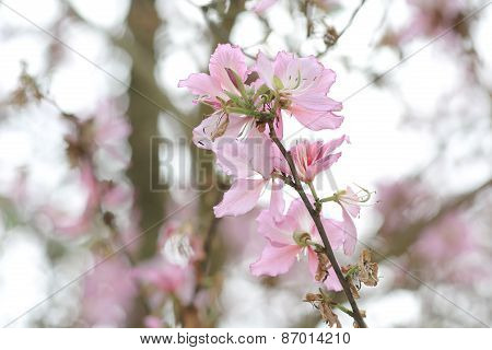 Bauhinia