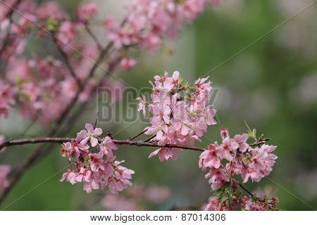 Sukura Flowers On A Spring Day