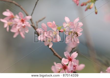 Pink Blossom Sukura Flowers On A Spring Day
