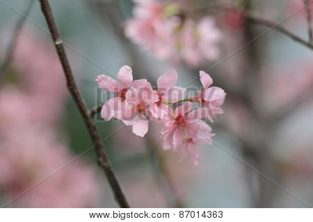 Sukura Flowers On A Spring Day