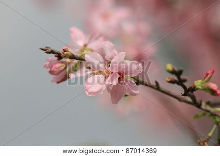 Sakura