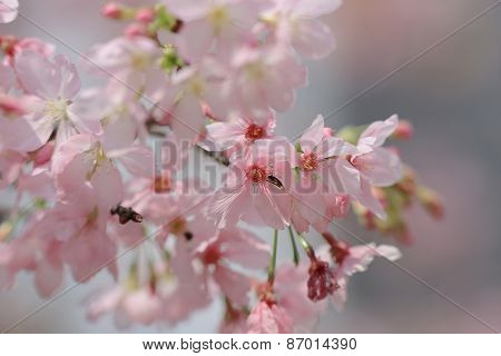 Sakura