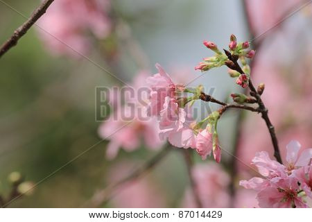 Sukura Flowers On A Spring Day