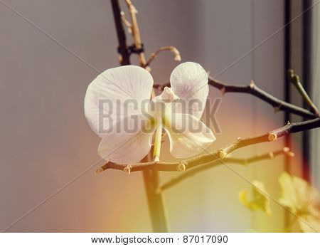 White Orchid