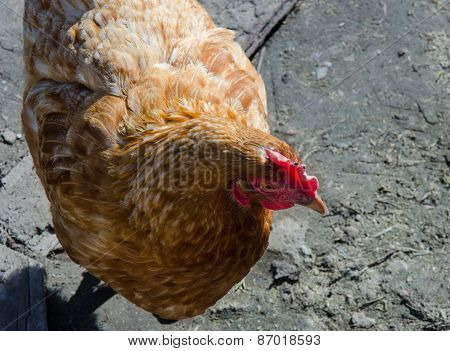 Brown Chiken