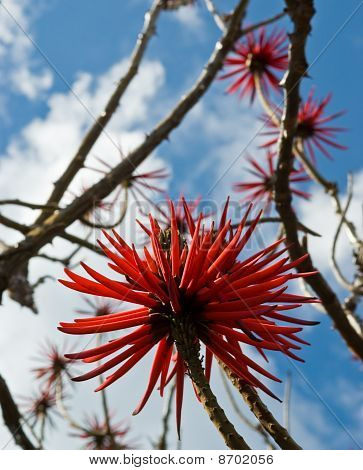 Erythrina 천 엽의 꽃