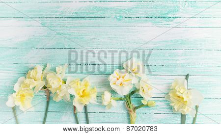 Background With Fresh Daffodils