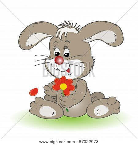 Rabbit.