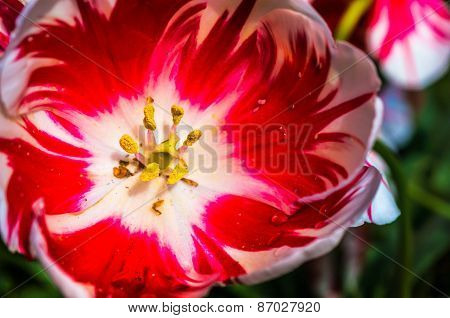 Red Tulip